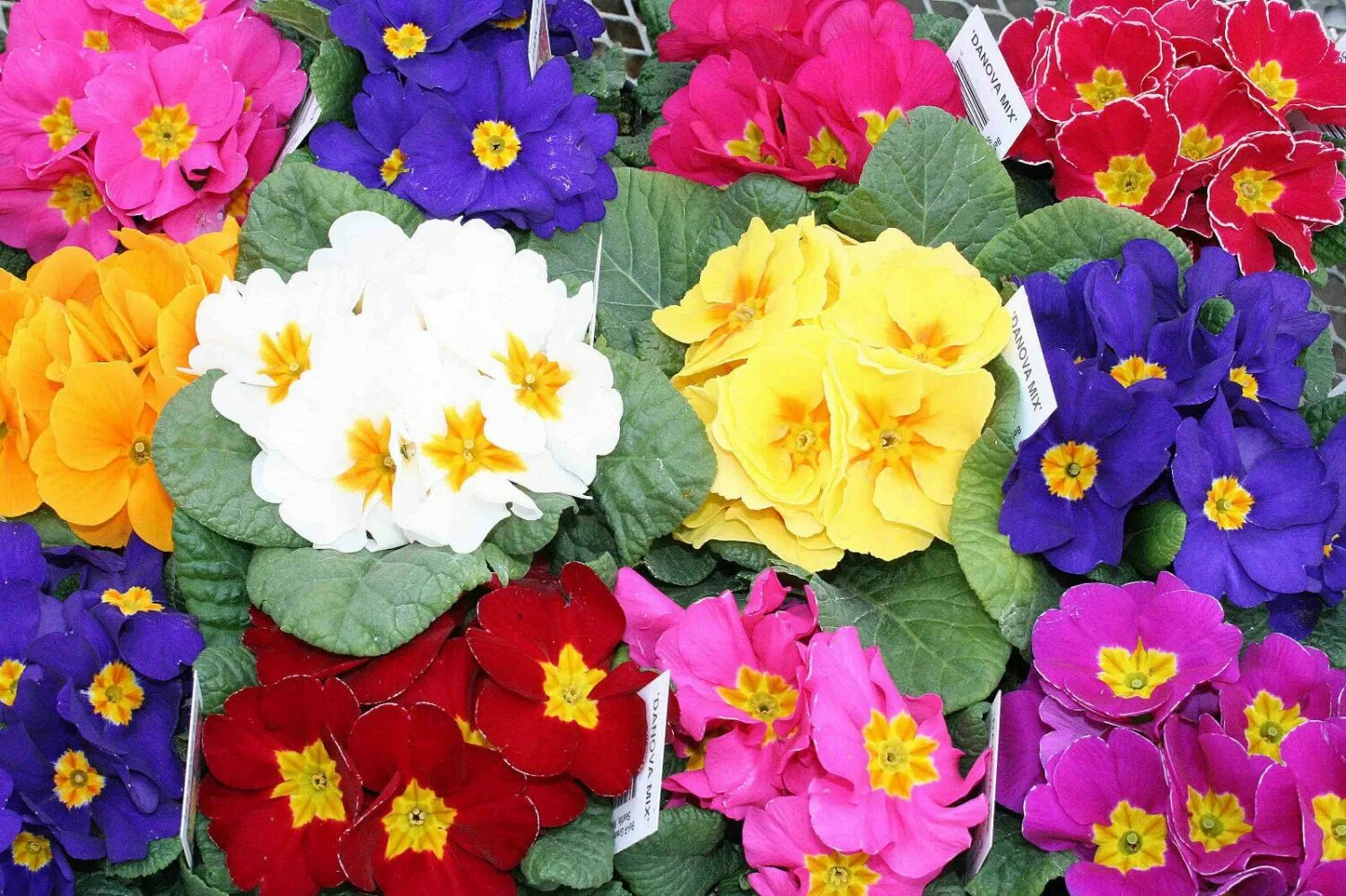 Примула комнатная. Примула комнатная описание. Примула цветок описание. Цветы первоцветы в горшках. Примула комнатная как ухаживать.