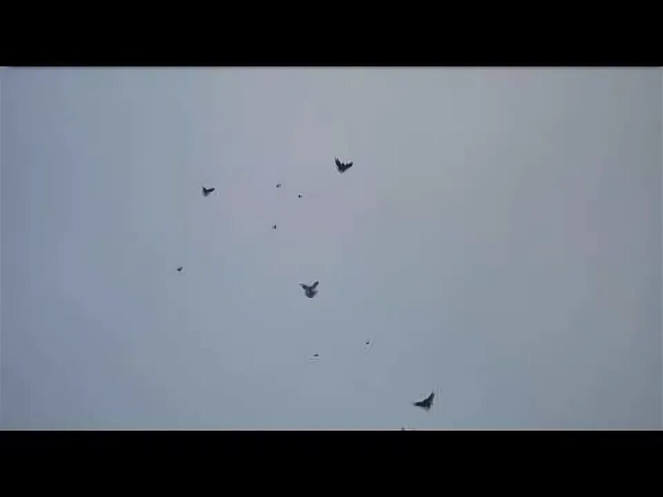 Николаевские голуби бабочки донецк. Голуби николаевские высоколетные. Николаевские голуби ростовская область. Голуби ростова. Голуби ставропольский край.