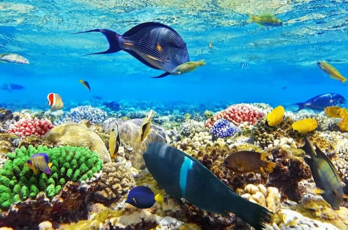 Открой подводный мир