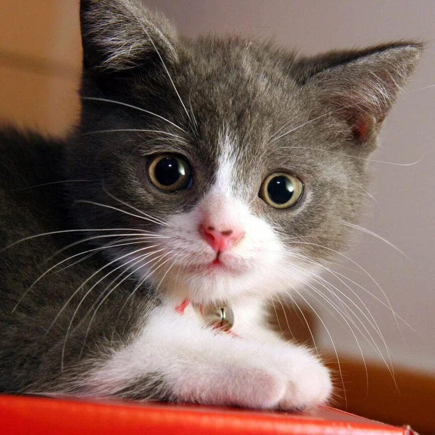 Включи кошечки котята. Котята в школе. Включи кошечки котята. Забавные котята. Милые котики.