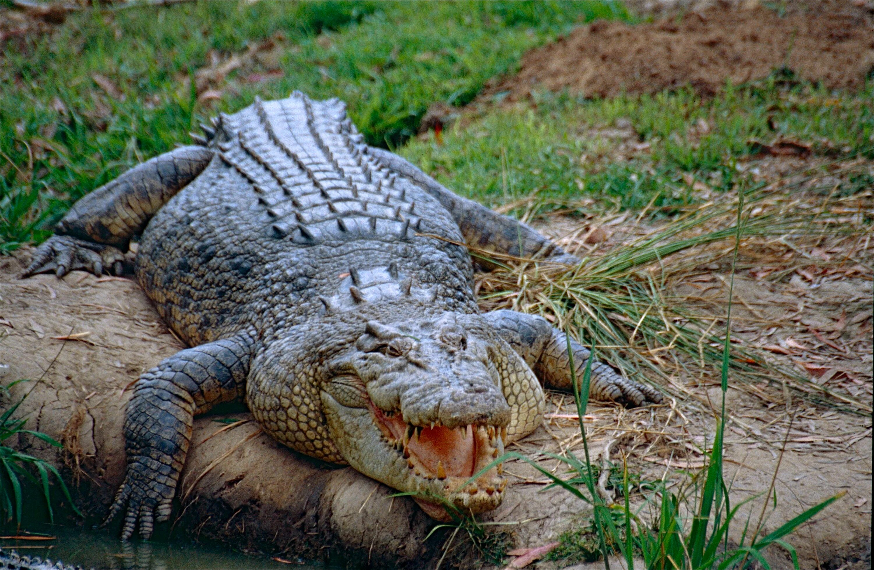 Большая крокодила где послушать. Гребнистый крокодил. Морской гребнистый крокодил. Гребнистый крокодил в Австралии. Морской крокодил (Crocodylus porosus).