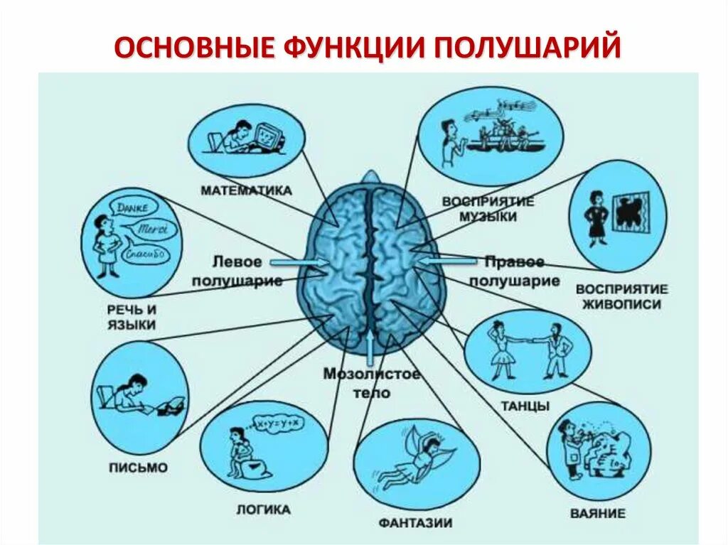 Функциональная асимметрия полушарий мозга. Функциональная межполушарная асимметрия мозга. Высших психических функций. Функциональная асимметрия коры больших полушарий.