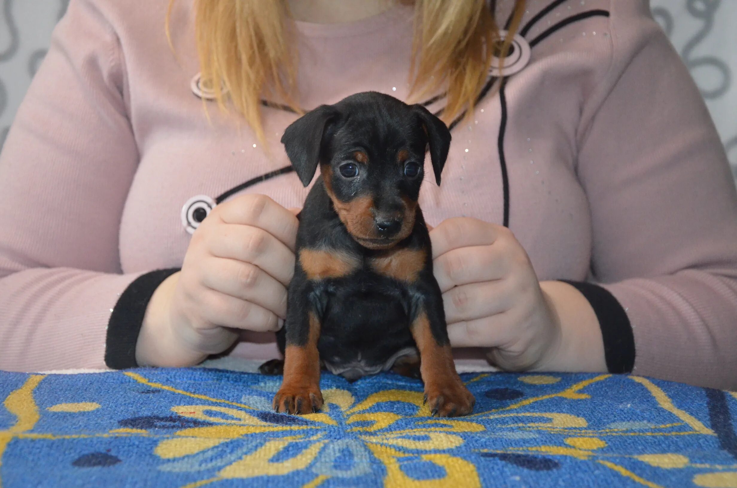 карликовый пинчер щенки. цвергпинчер щенок 2. цвергпинчер 2 месяца. щенок цвергпинчера 4 месяца. мини пинчер.