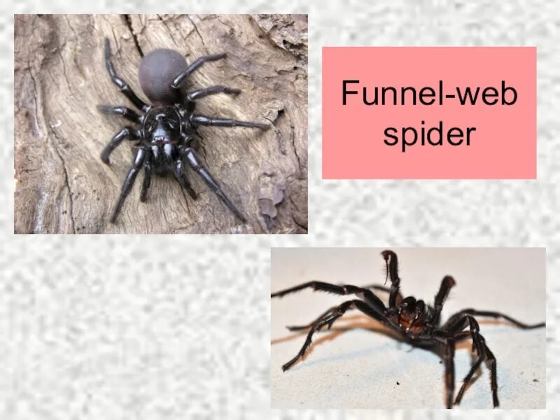Araignee паук. Паук вулф. Spider flashcards. Паукообразные и их названия. Паук по английски перевод.