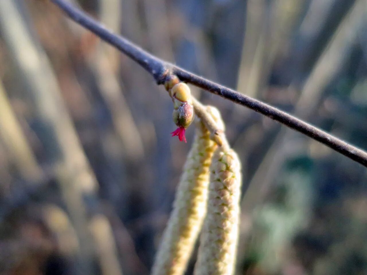 Лещина цветет. Цветущая лещина. Цветет орешник фундук. Цветущая лещина. Лещина обыкновенная цветение.