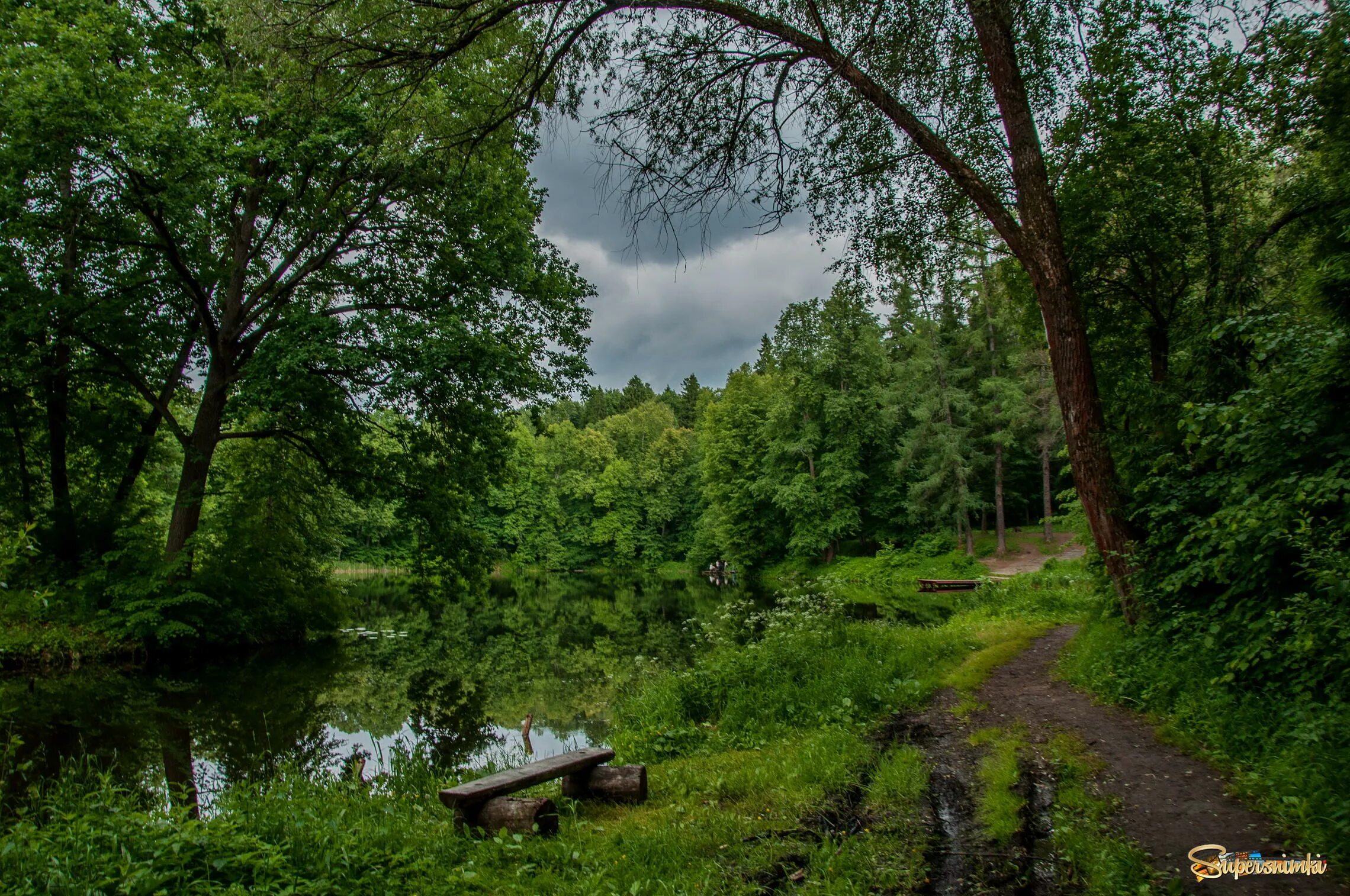 Брянский лес летом. Летний день в лесу. пейзаж летний лес. летний лесной пейзаж. летним днем в лесу пейзаж.