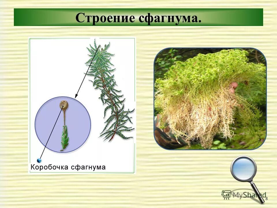 Изучение строения мха. Изучение строения мха
