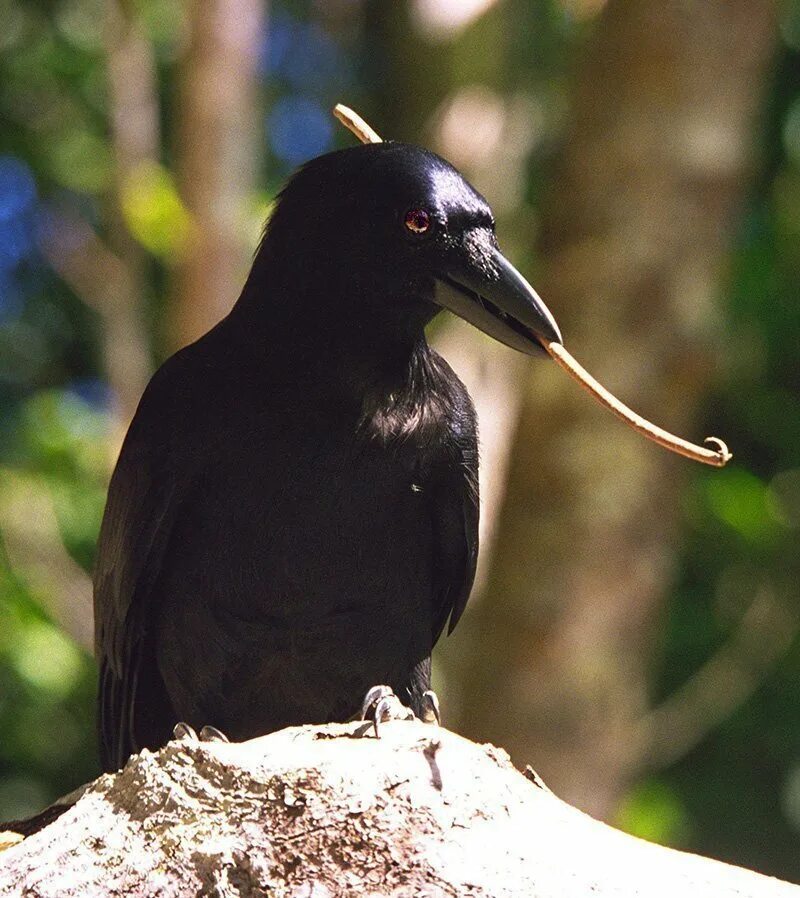 Новокаледонский ворон умнейшая птица. Новокаледонская Галка. Вороны Corvus moneduloides. Новокаледонская ворона.