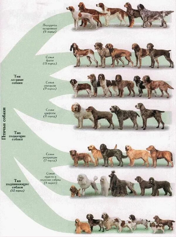 Происхождение пород собак. Классификация пород собак. Древо пород собак. Классификация охотничьих собак.