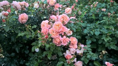 La rose des