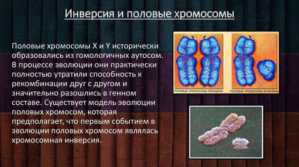 Инверсия это в биологии. Перицентрическая инверсия хромосомы. хромосомная инверсия. хромосомные заболевания инверсия. половые хромосомы.