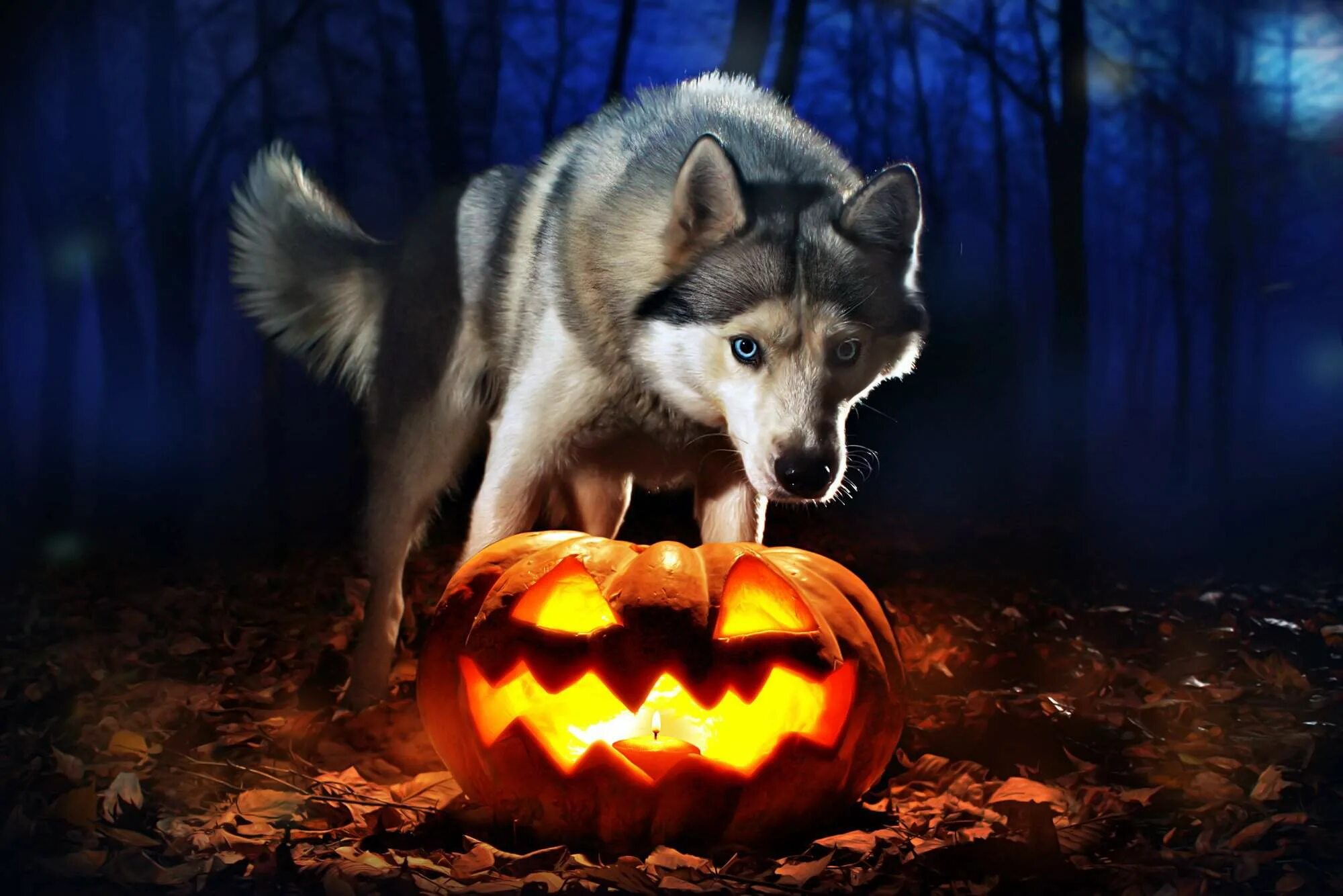 волк хэллоуин. волк хэллоуин. волк хэллоуин. хэллоуинские волки. волк хэллоуин.
