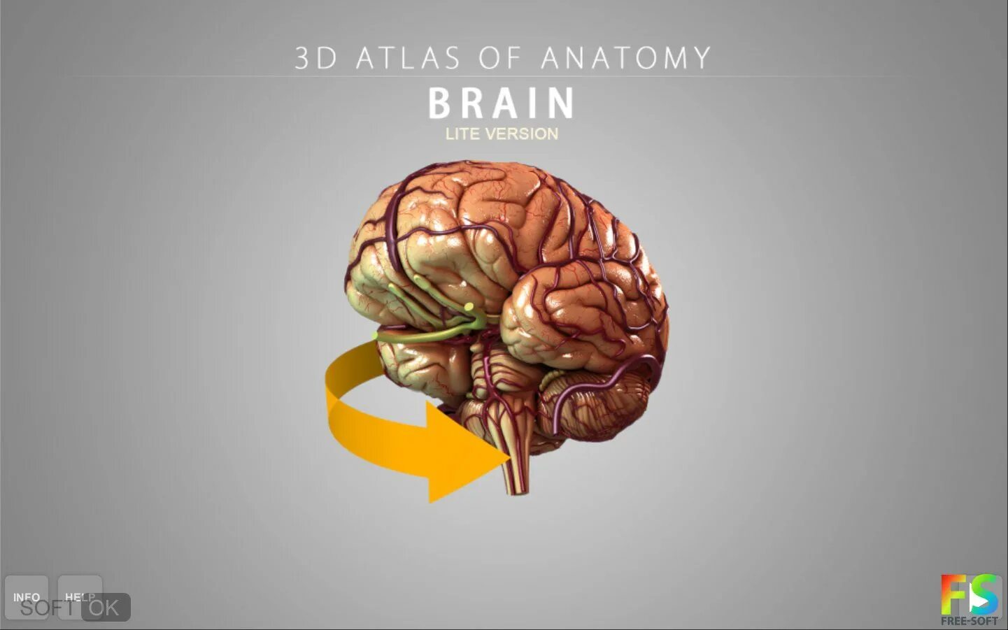 Модель мозга человека. Мозг человека анатомия 3d.