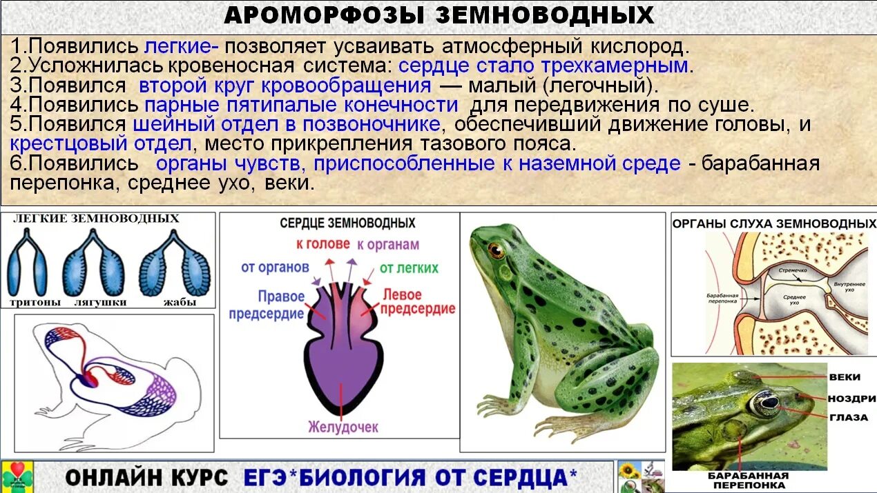 Земноводные ЕГЭ биология. Земноводные рыбы. Легкие амфибий и рептилий. Класс земноводные ЕГЭ биология.