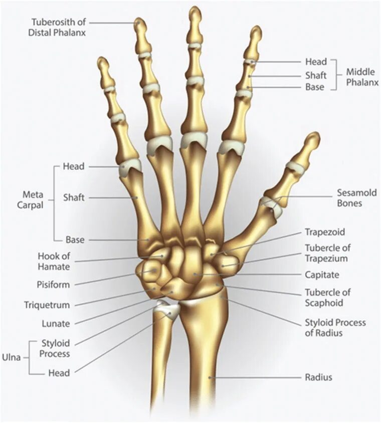 Кости кисти анатомия человека. Кости запястья анатомия человека. Скелет запястья руки. Кости запястья на латыни. Hand bone