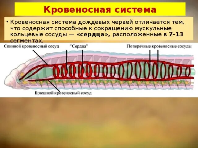 Кольцевые сосуды дождевого червя