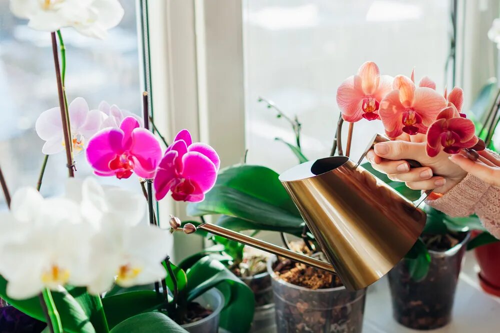 Как ухаживать за орхидеями полив