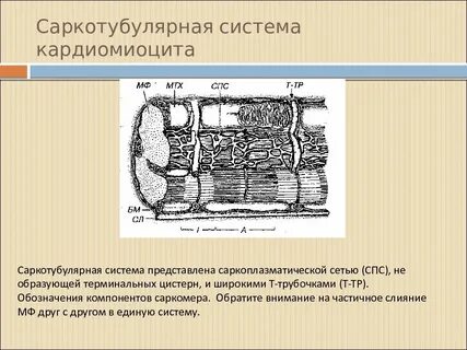 Т система представляет собой