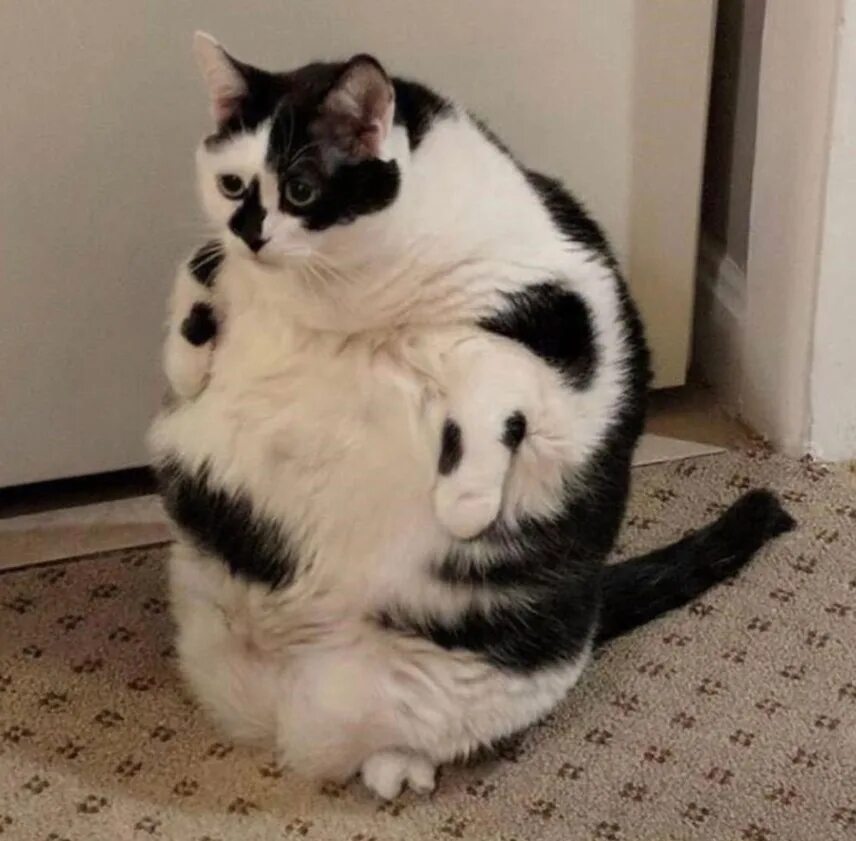 Немного кота