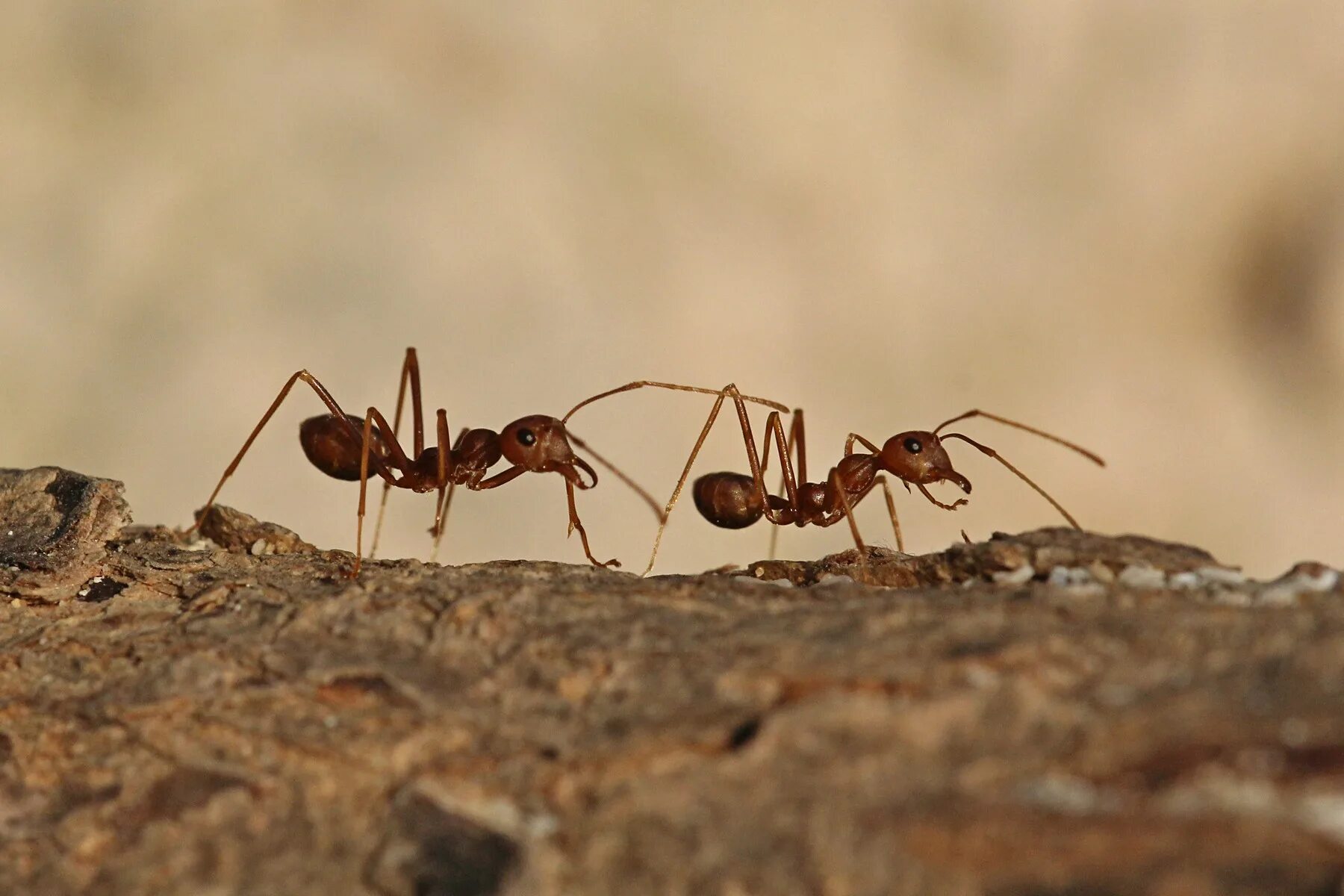 Муравей vs термит. Ant группа. Ant v. Ant v. Битва муравьев.