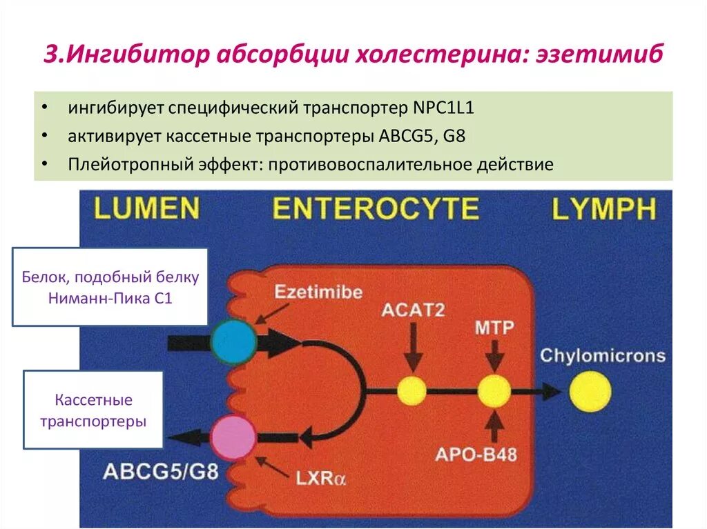 Белки активаторы и белки ингибиторы презентация. Ингибиторы абсорбции холестерина. Ингибиторы всасывания холестерина. Блокаторы абсорбции холестерина. Ингибиторы кишечного всасывания холестерина.