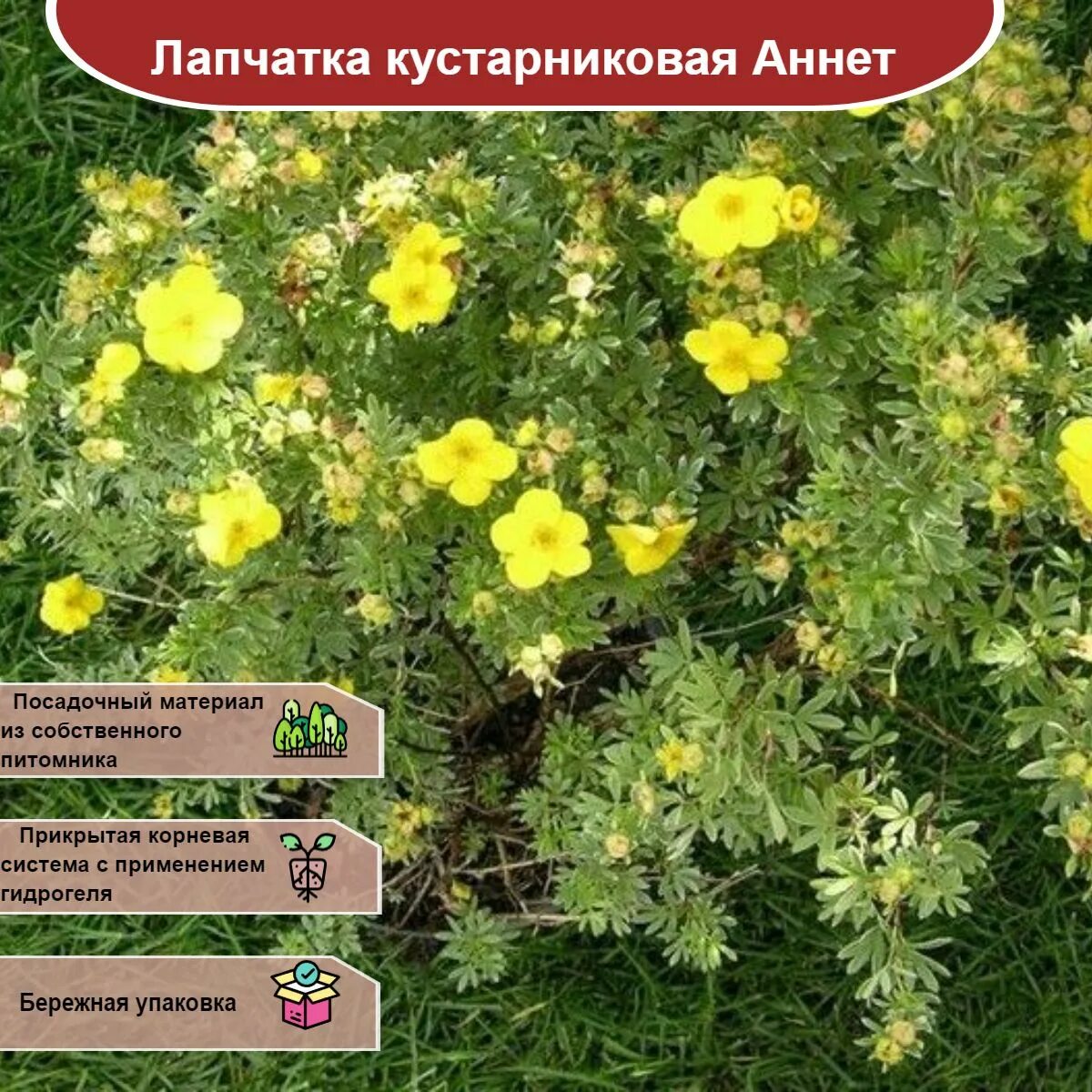 Как формировать лапчатку