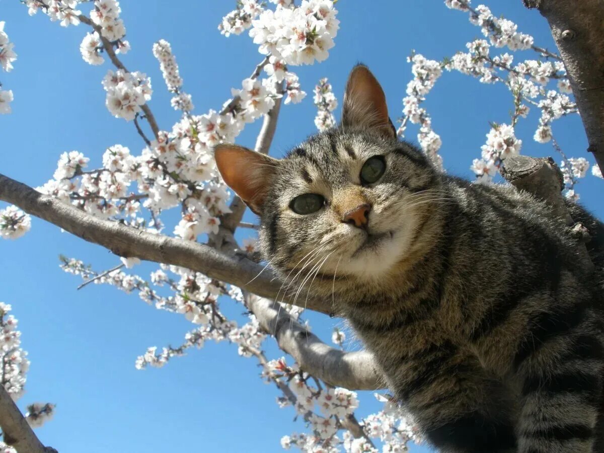 Весенняя кошечка. Весенние коты. Кошки весной.
