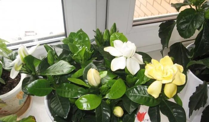 гардения после покупки. гардения жасминовидная росток. гардения после магазина. гардения после покупки. гардения жасминовидная бонсай.