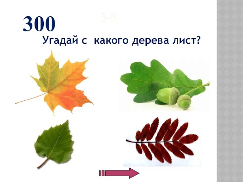 С какого дерева листок. Угадай листья деревьев. Угадай с какого дерева лист и плод.