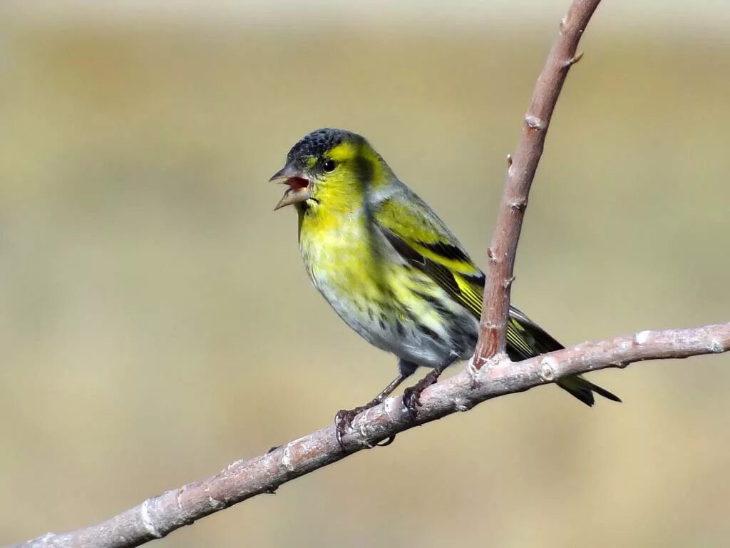 Чижика ели. Певчие птицы Чиж. Чиж (лат. Carduelis Spinus. Щегол, зяблики,зеленушки. Певчие птицы Чижик.