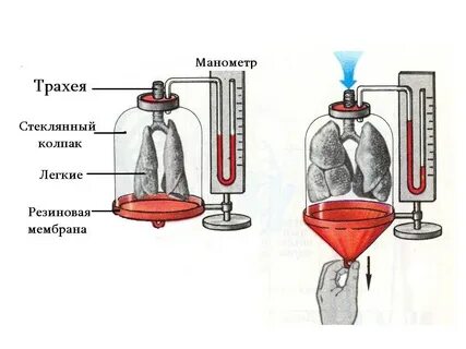 Опыт работа легких