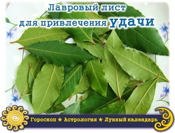 Лавровый лист польза. Лавровый лист. Лавровый лист пол. Лавровый лист. Листья лавра благородного.