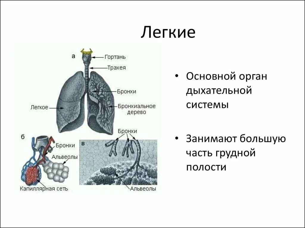 Легкий основные части. Органы дыхания простейших. Органом дыхания не является гортань трахея ротовая полость бронхи. Лёгкие общая характеристика.