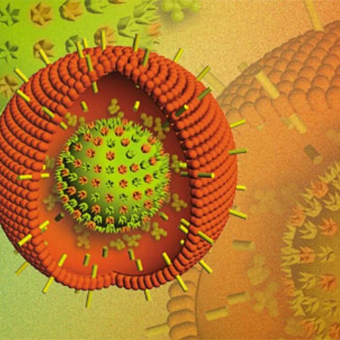 Epstein barr virus ebna. Инфекционный мононуклеоз (вэб, вирус Эпштейн-Барр). Мононуклеоз вирус Эпштейна.