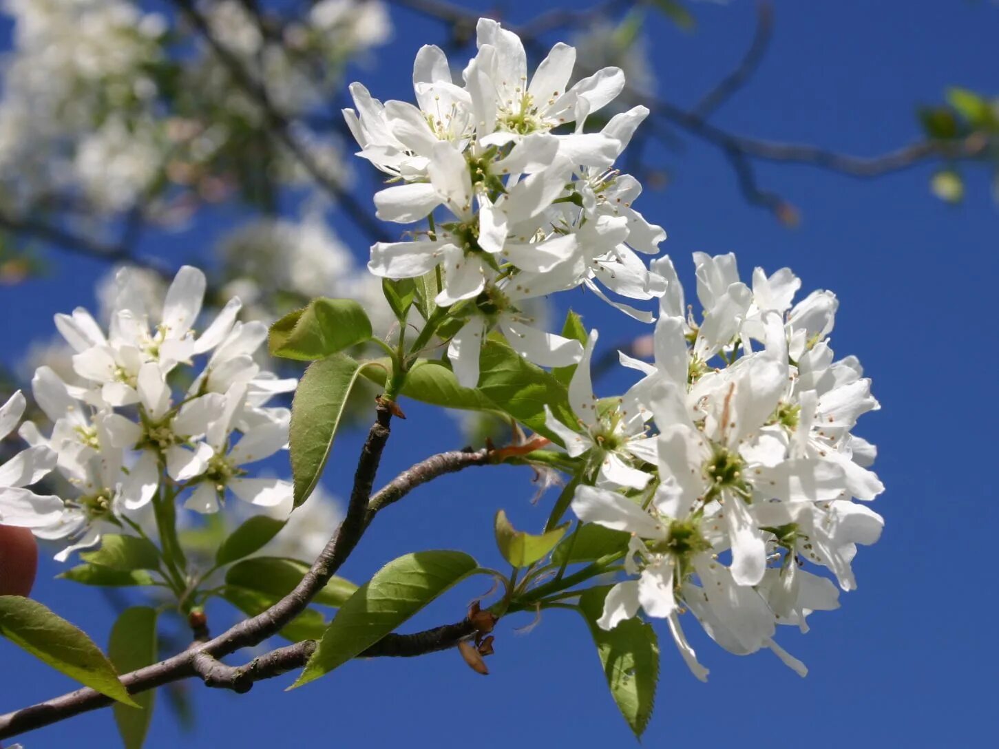 Какое дерево цветет белым цветом. Amelanchier laevis. Ирга Ламарка цветение. Ирга канадская (Amelanchier canadensis). Ирга Ламарка балерина.