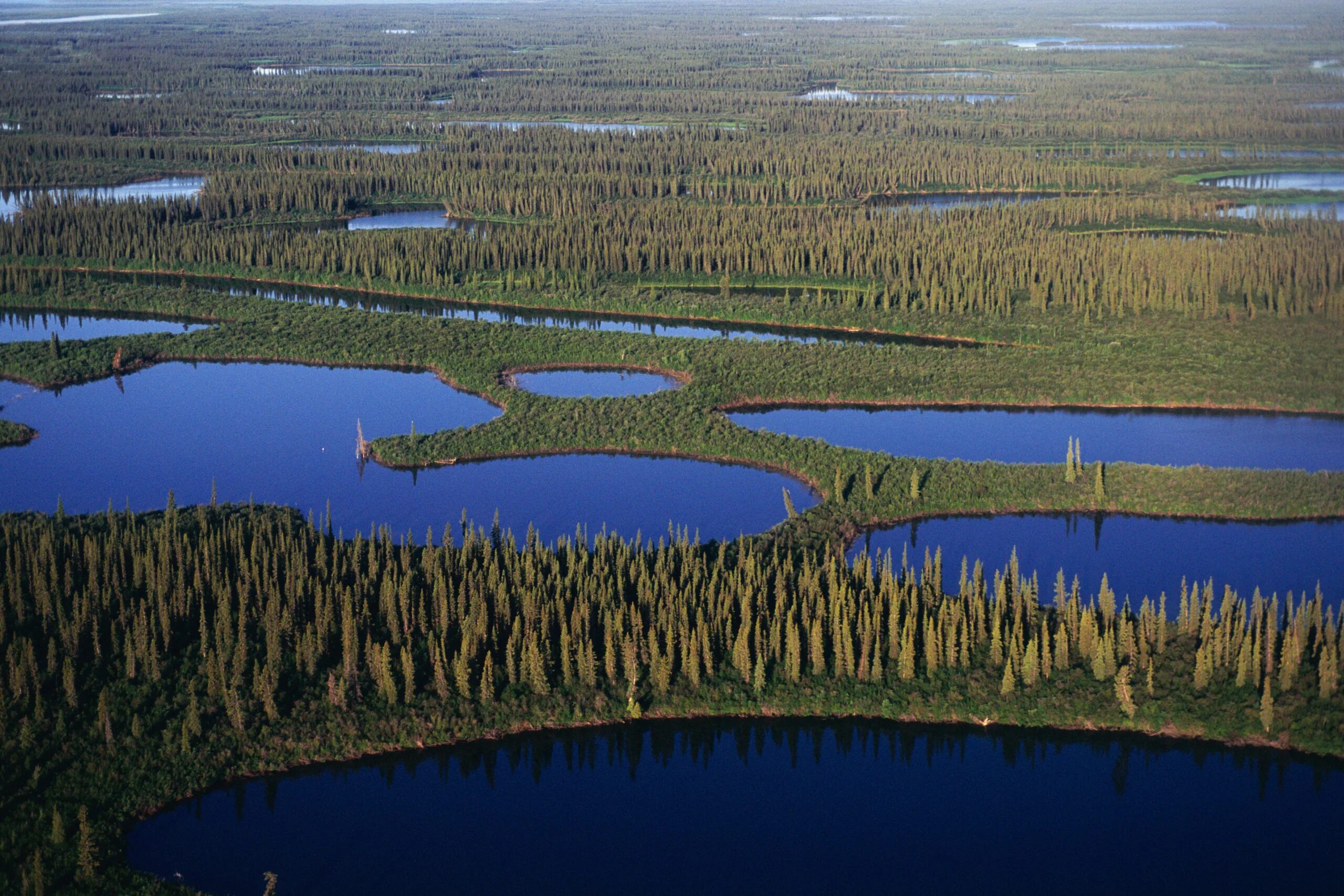 васюганское болото заповедник. равнинный заповедник. низменности западно сибирской равнины. равнинный заповедник. западно сибирская равнина сибирские увалы.