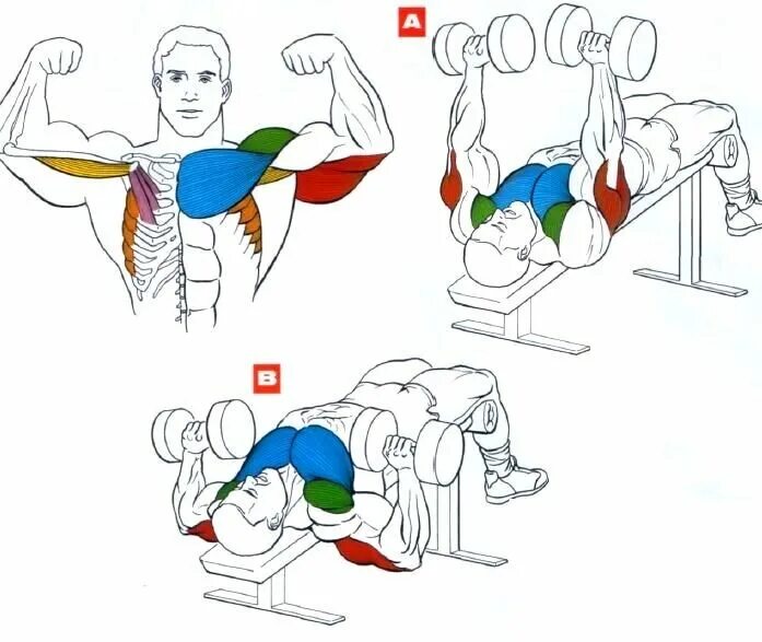 Накачать грудные гантелями. Как качать грудные мышцы гантелей. Как качать грудные мышцы гантелями. Тренировка для прокачки грудных мышц. Прокачка низа грудных мышц.