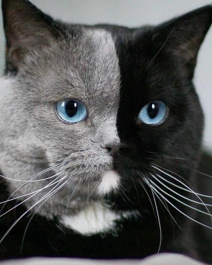 Pin on Gatos ♥ Cute cats, Beautiful cats, Pretty cats