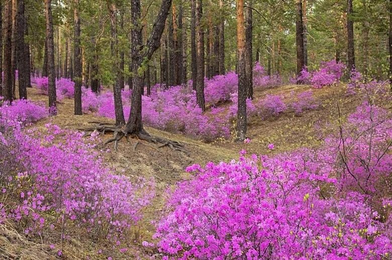 Рододендрон Даурский багульник. Маральник багульник Сибирский рододендрон Даурский. Багульник Забайкальский. Багульник в тайге.