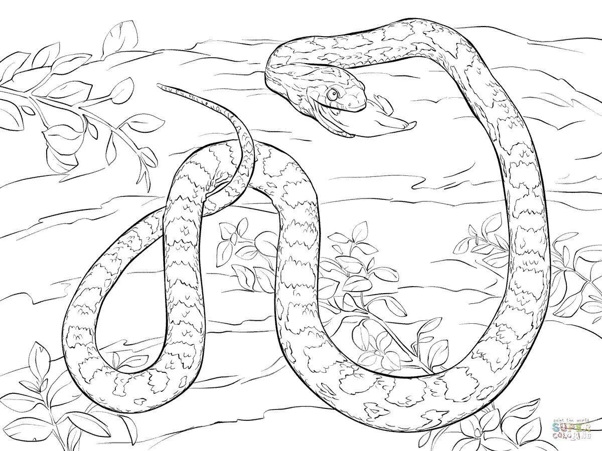 Раскраски змей распечатать. Маисовый полоз раскраска. Змея маисовый полоз раскраска. Раскраска змеи для детей. Змея раскраска для детей.
