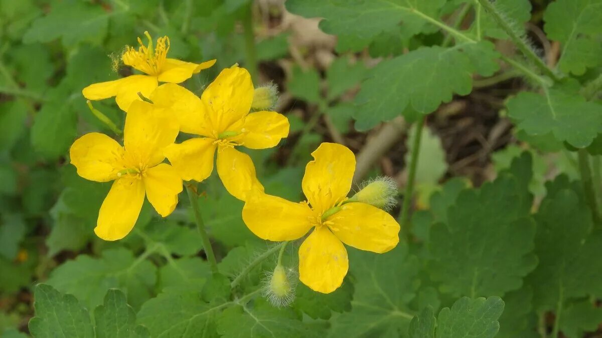 Chelidonium majus. Chelidonium. Хелидониум (чистотел).. Chelidonium majus однолетнее. Чистотел большой сорняк. Чистотел стоит