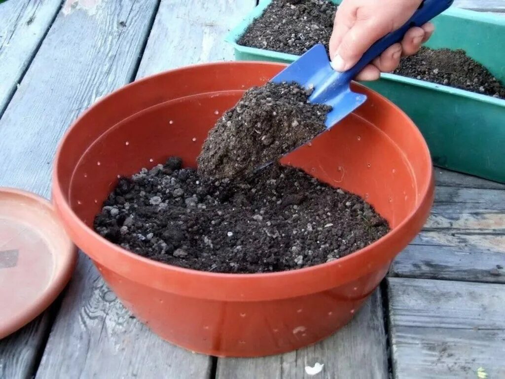 Как правильно посеять сальвию. Почвосмеси для рассады. Посадка растений в грунт. Подготовка грунта для цветов. Подготовка грунта для рассады.