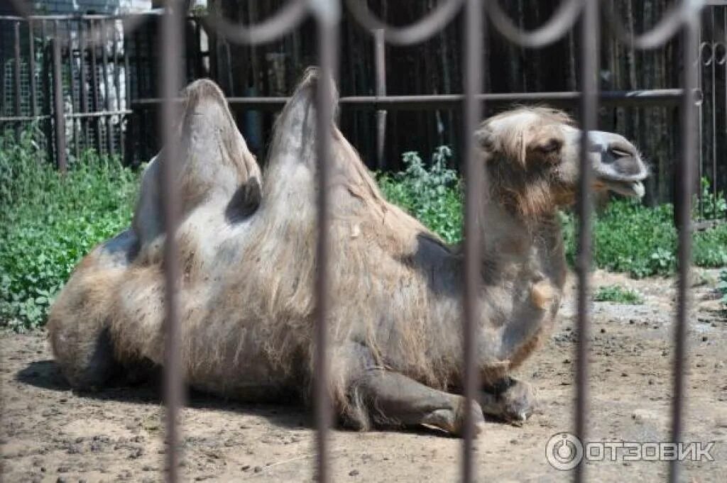 Старый казанский зоопарк в казани. Зоопарк казань отзывы. Зоопарк казань 2022. Казанский зоопарк казань новый. Зоопарк замбези казань.