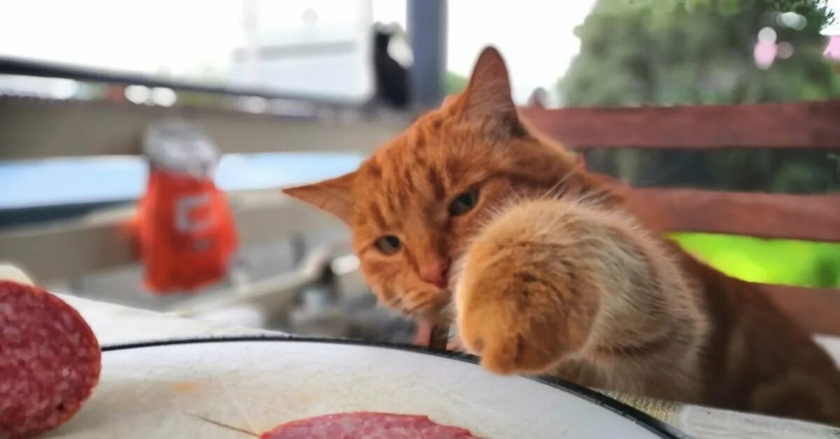 Кот с сосисками. Кот колбаса. Котик с колбасой. Кот с колбасой. Котик с колбасой.