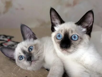 Тайские котята