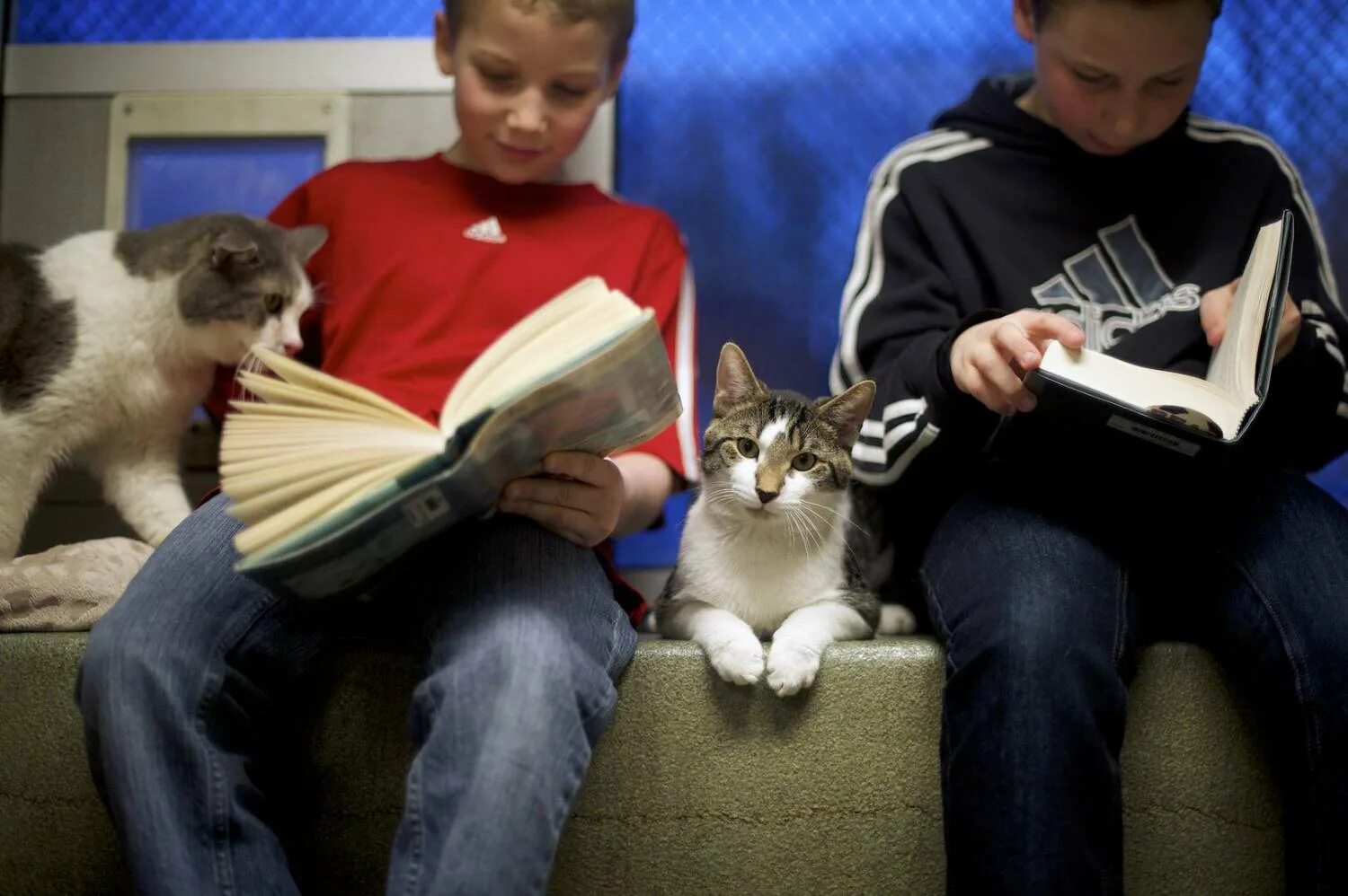 кошка пьет чай и читает. кот учится. кот с учебником. котенок с книгой. животные с книжкой.