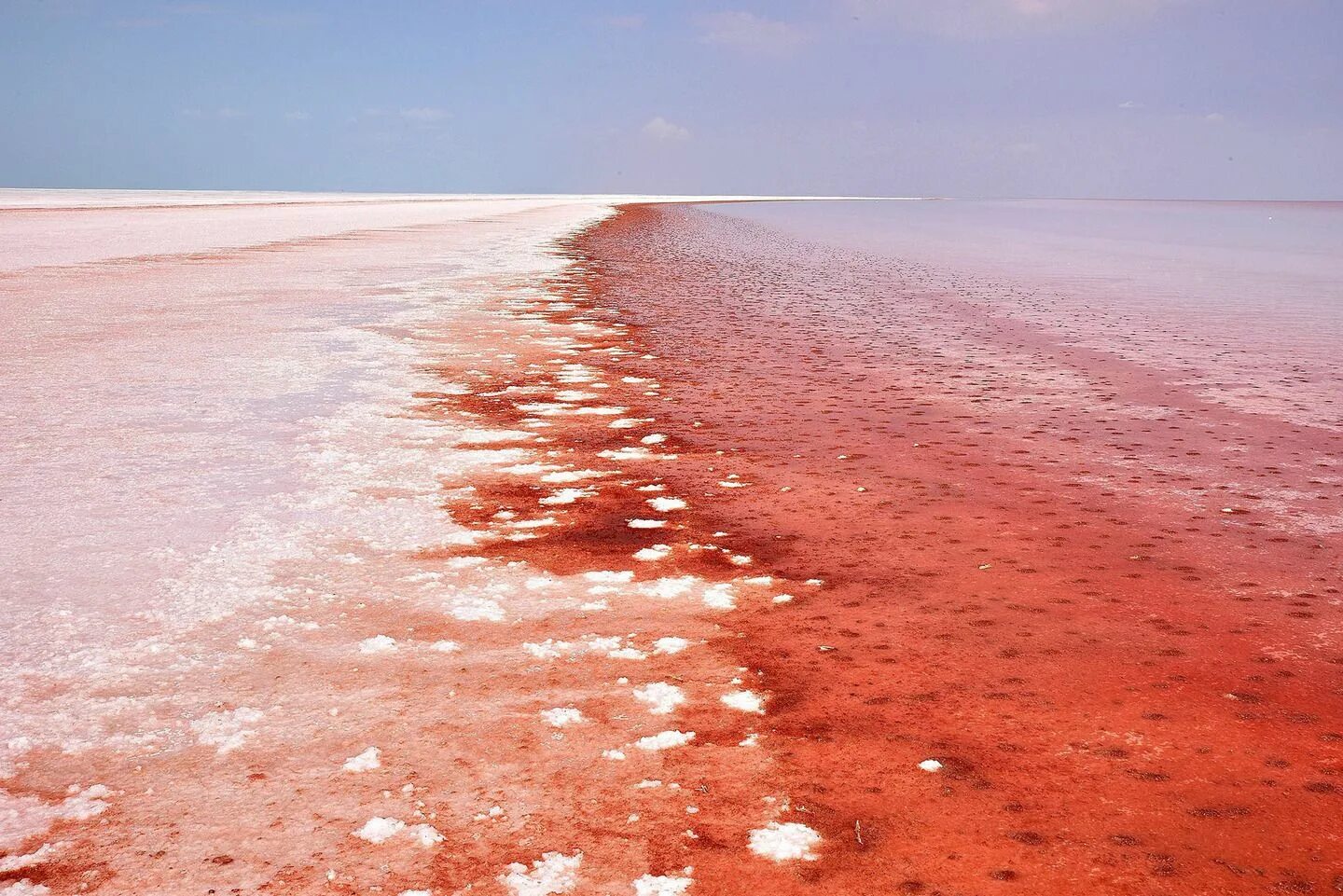 В самых крупных соленых озерах. Dunaliella Salina озеро. Дуналиелла водоросль. Дуналиелла Салина водоросль. Озеро туз Турция.