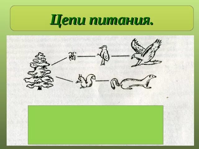 Составь цепь питания 4 класс. Схема цепи питания характерной для лесного сообщества. Цепи питания характерные для лесного сообщества. Схема цепи питания для лесного сообщества Новосибирской области. Схема цепи питания характерной для лесного.