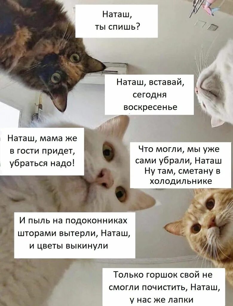 Наташ ты спишь. Наташ ты спишь коты. Наташа и коты. Мем Наташ ты спишь
