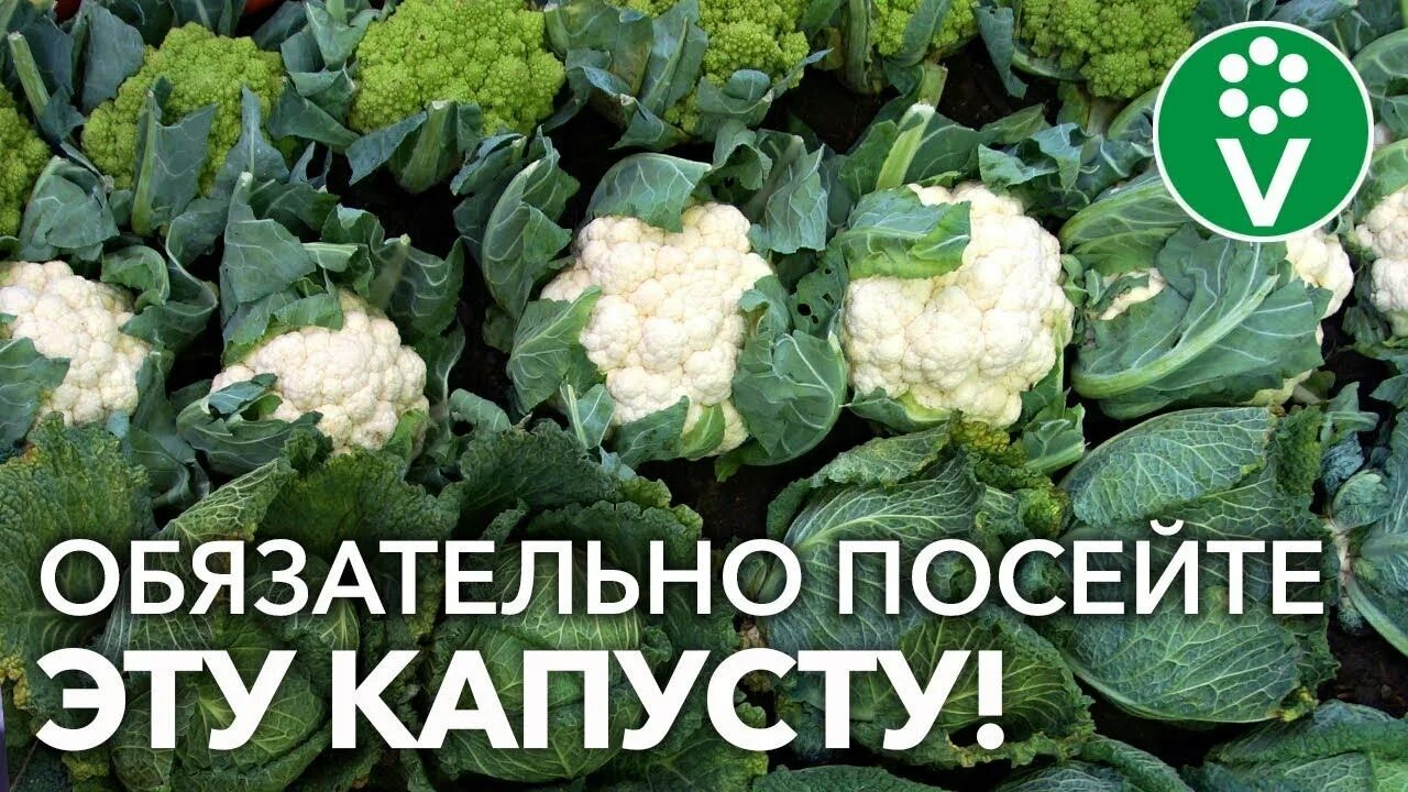 В какие дни можно сеять капусту. Когда сажать цветную капусту на рассаду. Когда сеять капусту. Когда садить цветную капусту на рассаду. Сеем капусту в отдельные горшки.